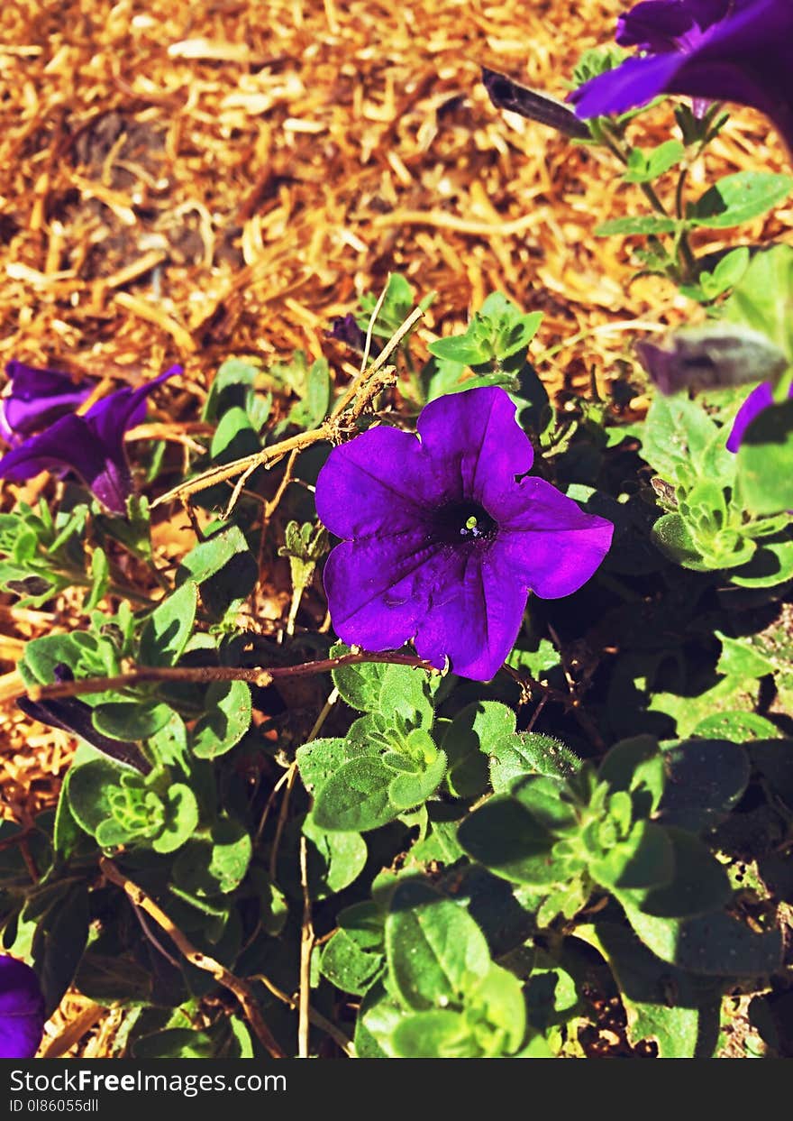 Plant, Flower, Purple, Flora