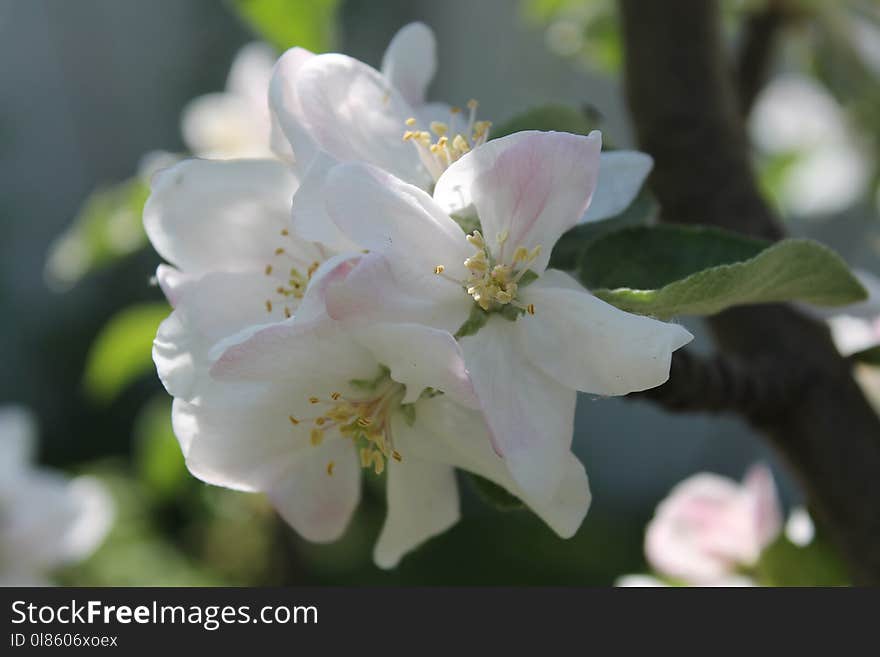 Flower, Blossom, Spring, Branch