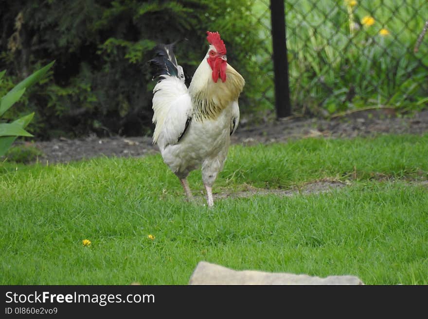 Chicken, Rooster, Galliformes, Bird