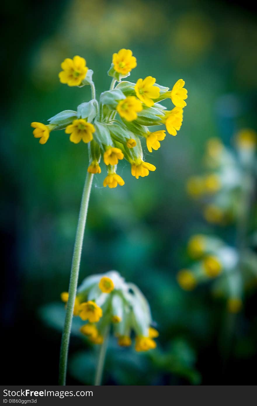 Flower, Yellow, Flora, Mustard Plant