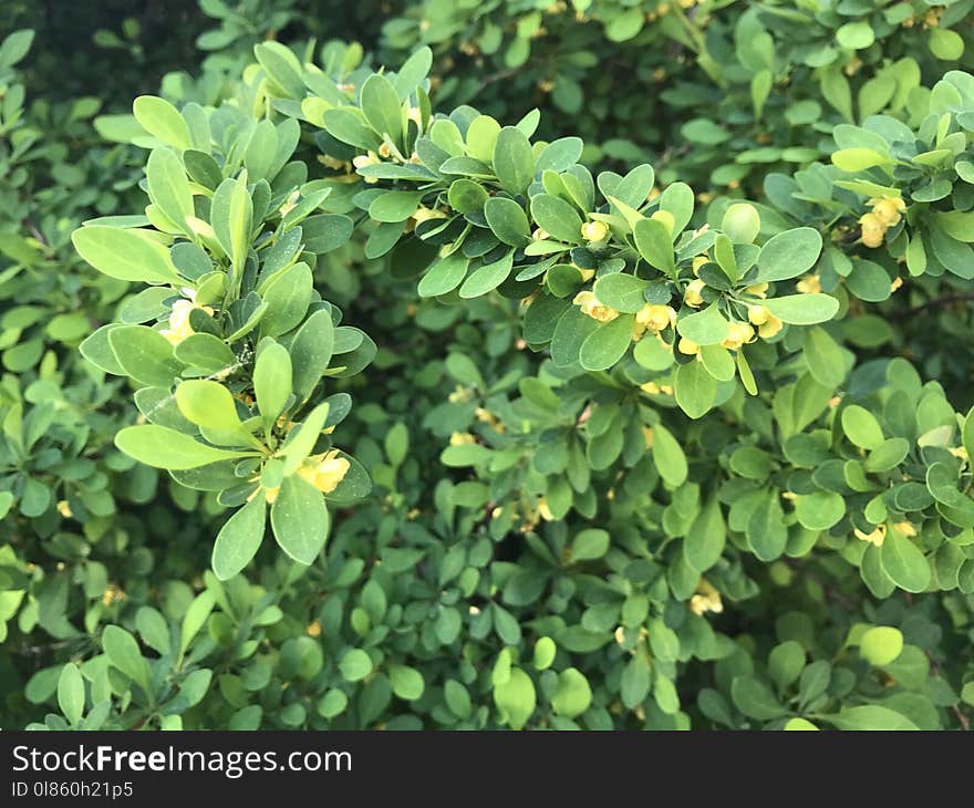 Plant, Leaf, Subshrub, Evergreen