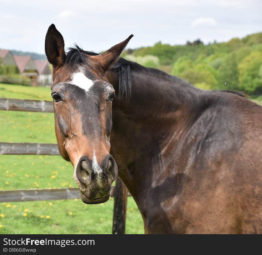 Horse, Bridle, Halter, Mane