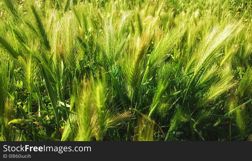 Food Grain, Barley, Triticale, Grass Family