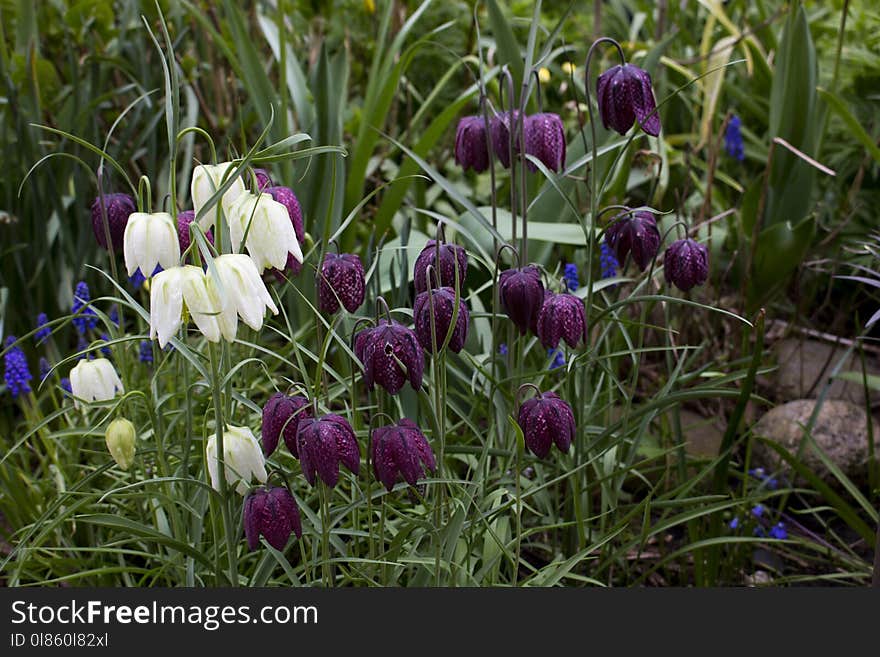 Plant, Flower, Snake's Head, Flowering Plant