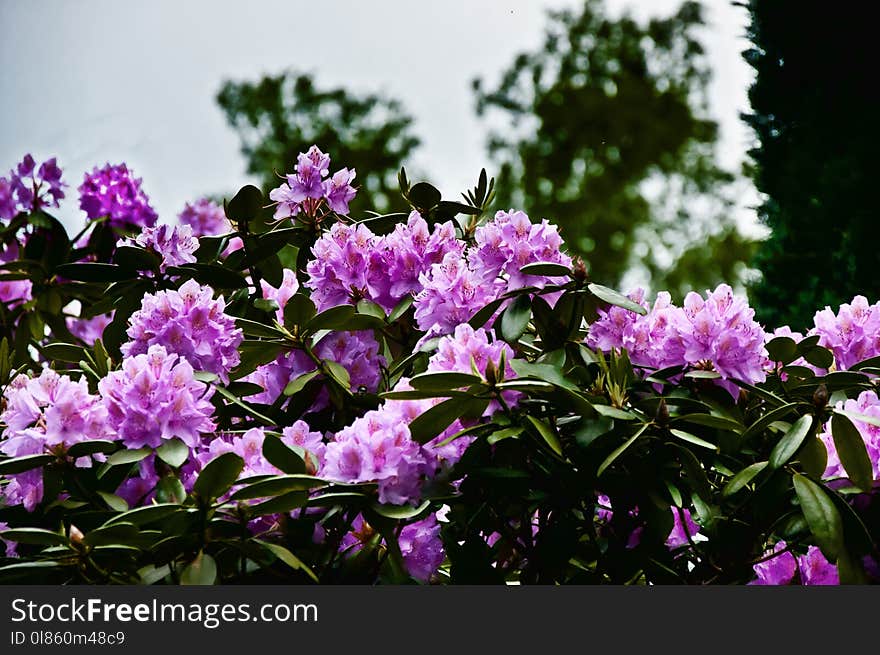 Flower, Plant, Flowering Plant, Pink