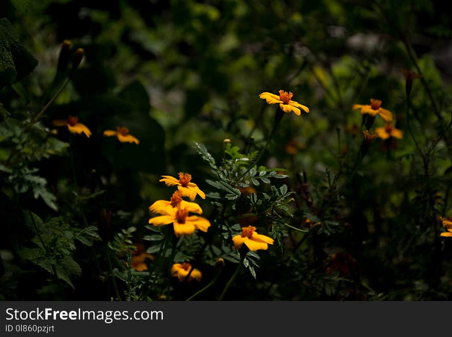 Flower, Flora, Vegetation, Plant