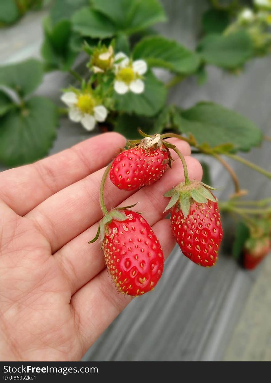 Strawberry, Strawberries, Natural Foods, Fruit