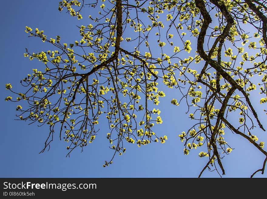 Branch, Tree, Woody Plant, Sky