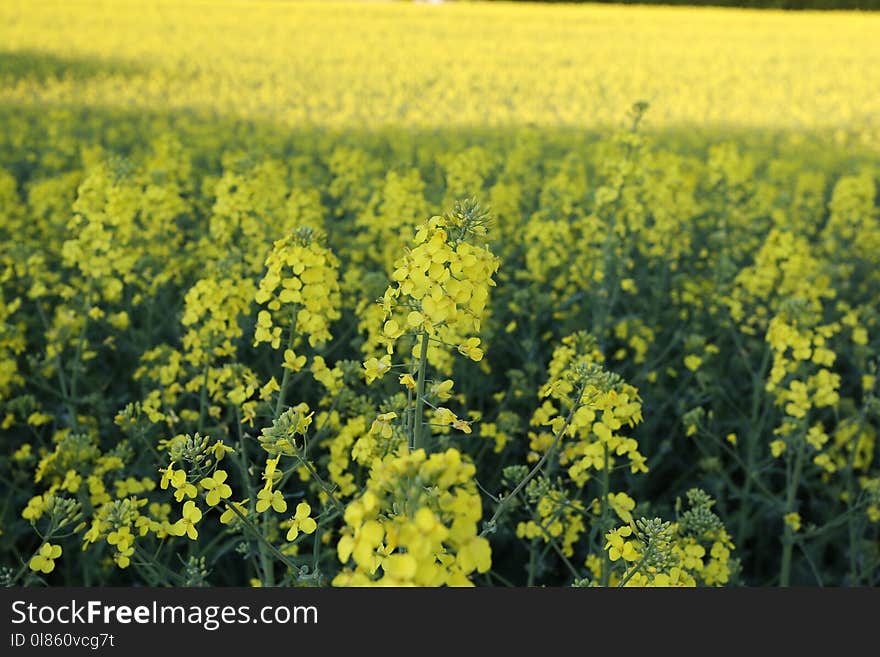 Rapeseed, Canola, Yellow, Mustard Plant