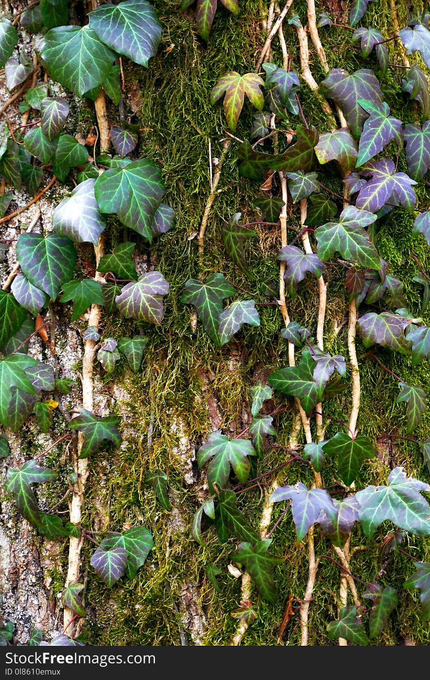 Plant, Leaf, Flora, Tree