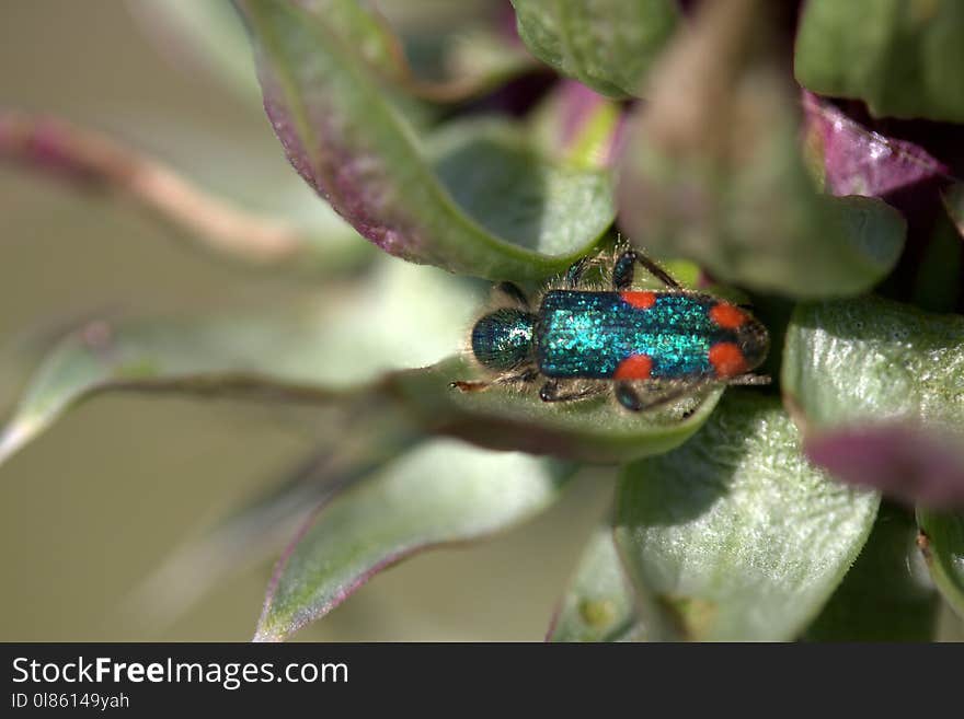 Insect, Macro Photography, Organism