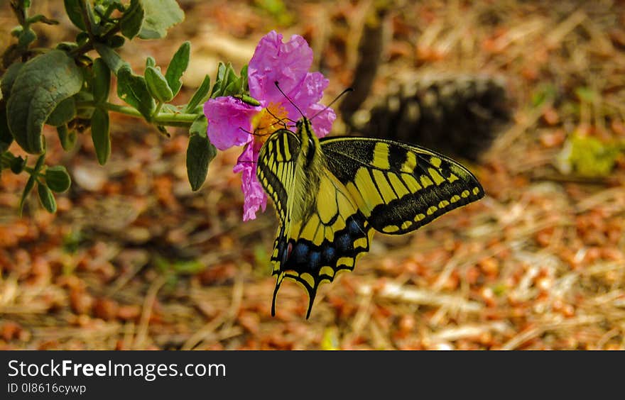 Butterfly, Moths And Butterflies, Insect, Flora