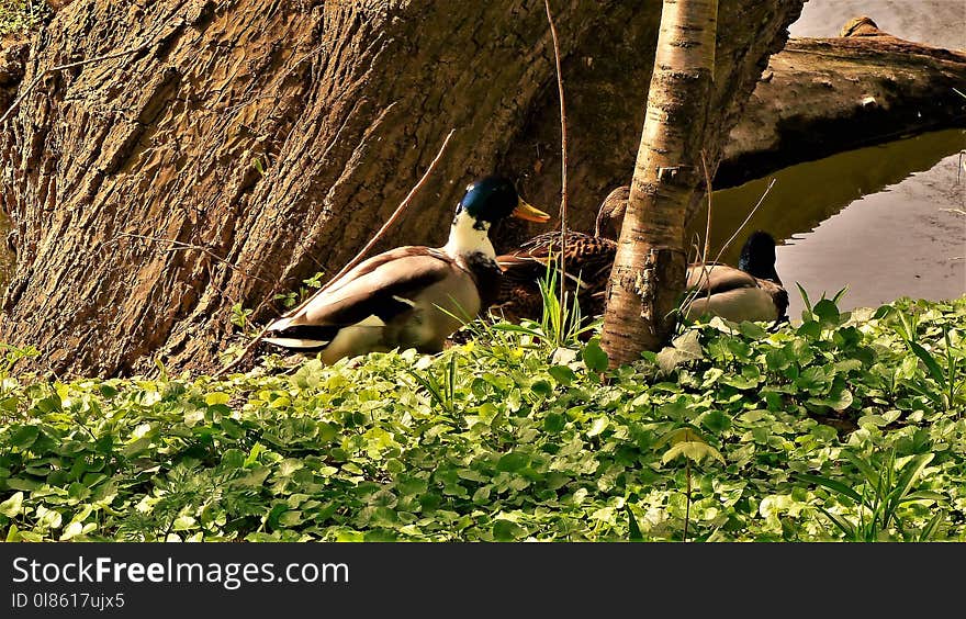 Bird, Fauna, Nature Reserve, Wildlife