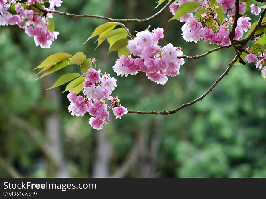 Flower, Plant, Blossom, Spring