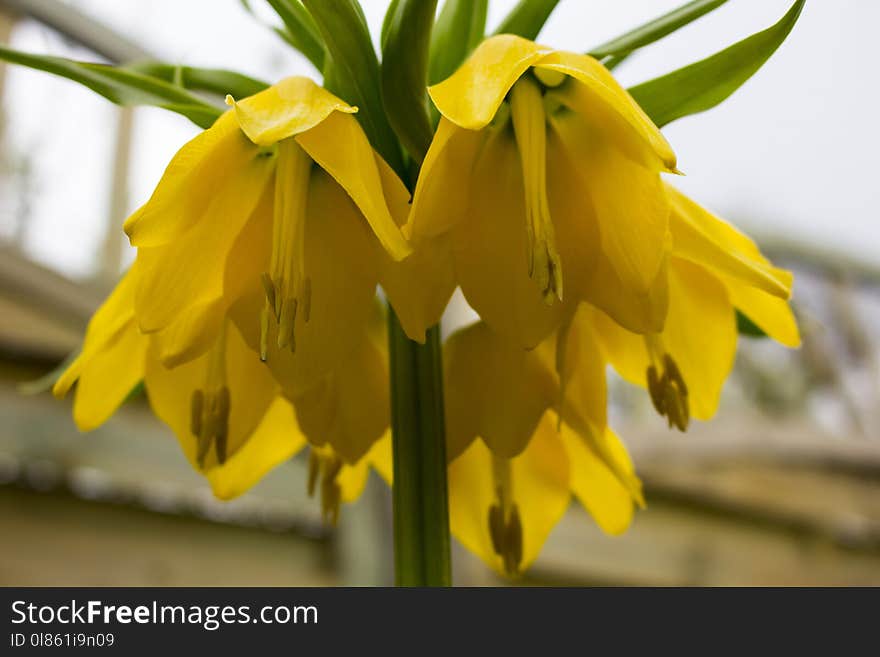 Flower, Yellow, Plant, Flowering Plant