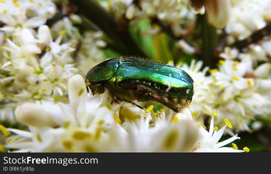 Insect, Invertebrate, Fauna, Macro Photography