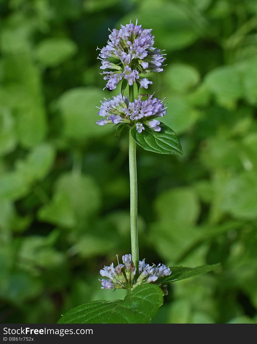 Plant, Hyssopus, Flower, Nepeta