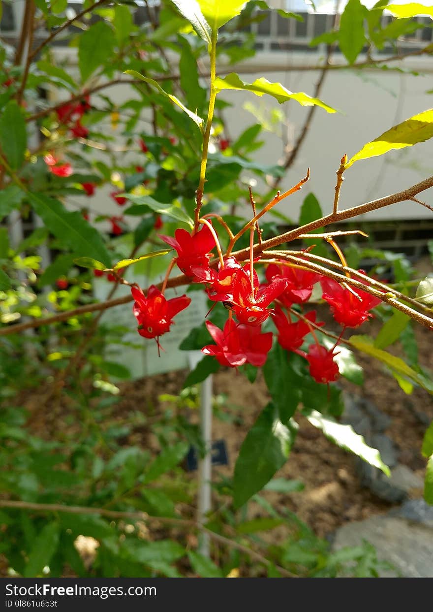 Plant, Flora, Flower, Flowering Plant