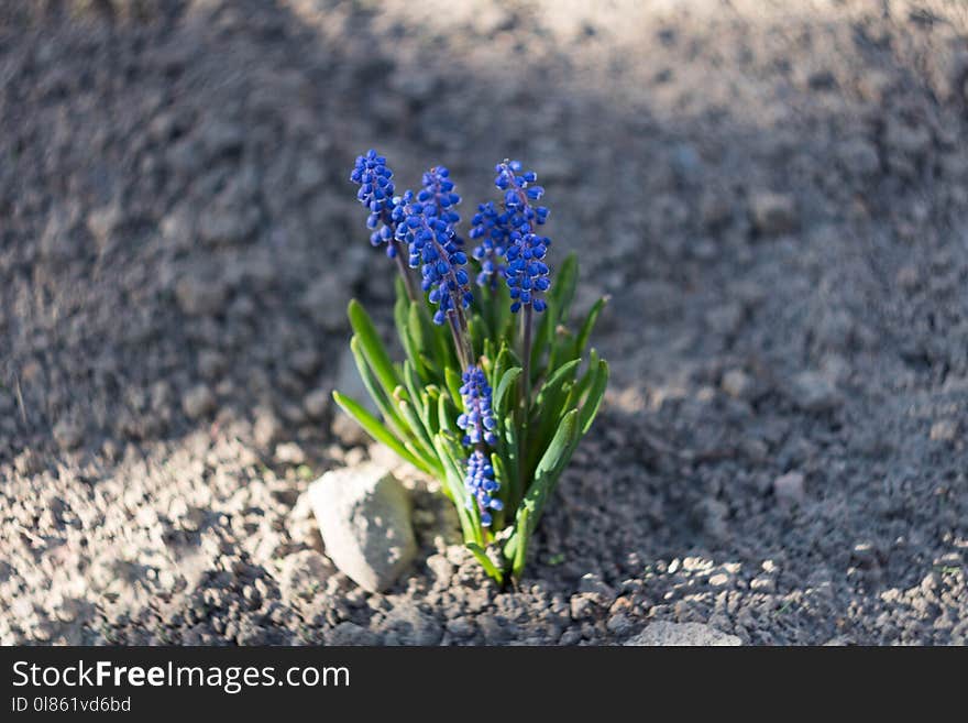 Plant, Blue, Flower, Flora