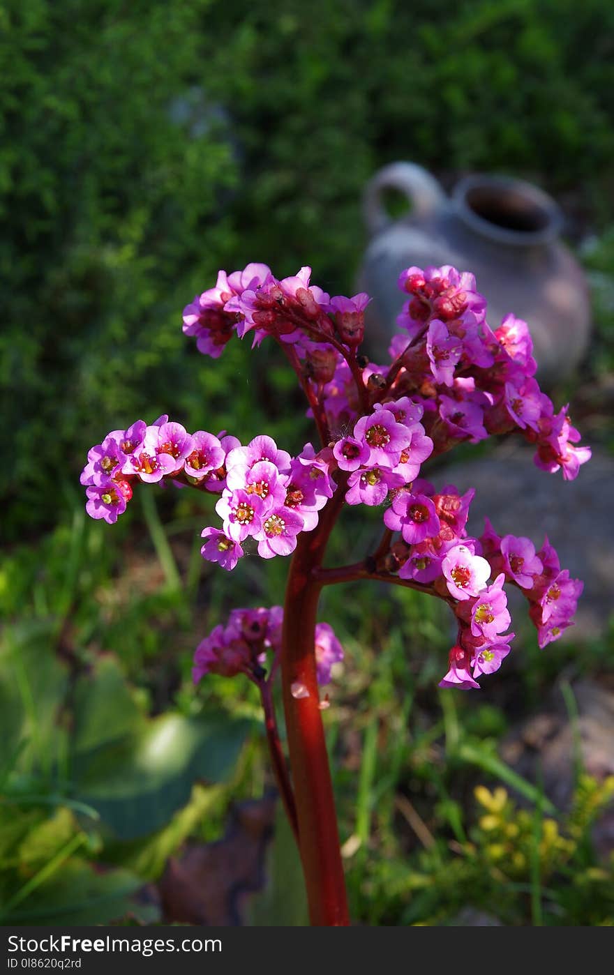 Flower, Plant, Flora, Purple