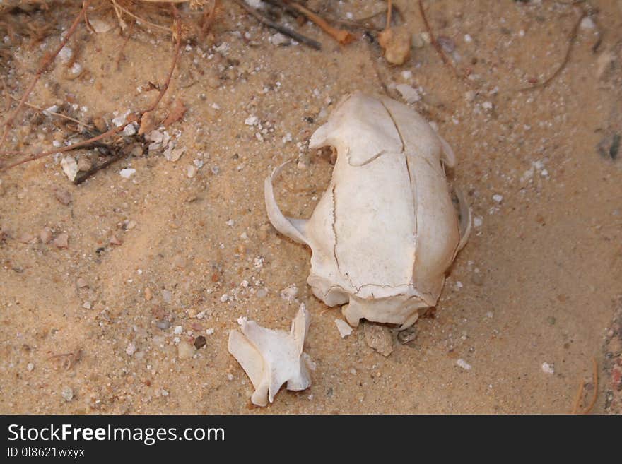 Fauna, Soil, Sand