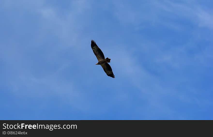 Sky, Bird, Accipitriformes, Eagle