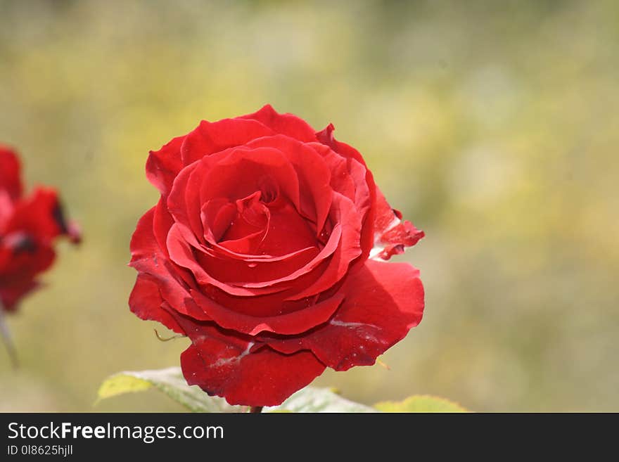 Flower, Rose, Red, Rose Family