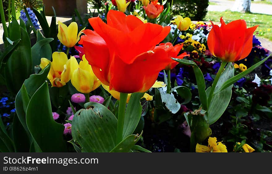 Flower, Plant, Flowering Plant, Tulip