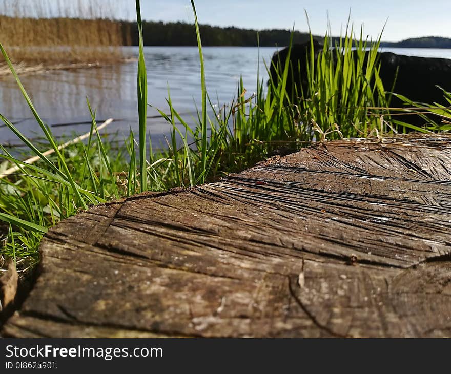 Water, Grass, Grass Family, Plant