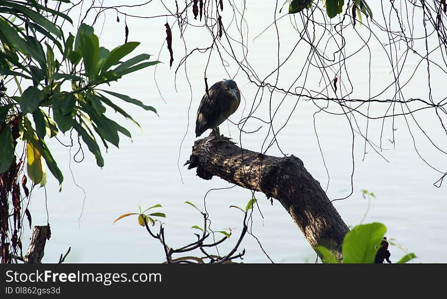 Bird, Fauna, Ecosystem, Tree