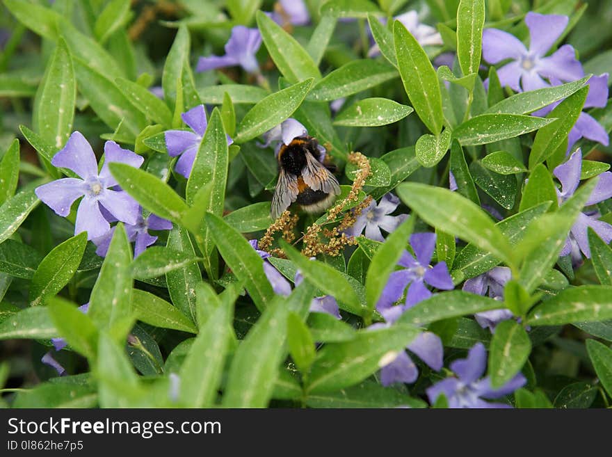 Bee, Flora, Plant, Pollinator