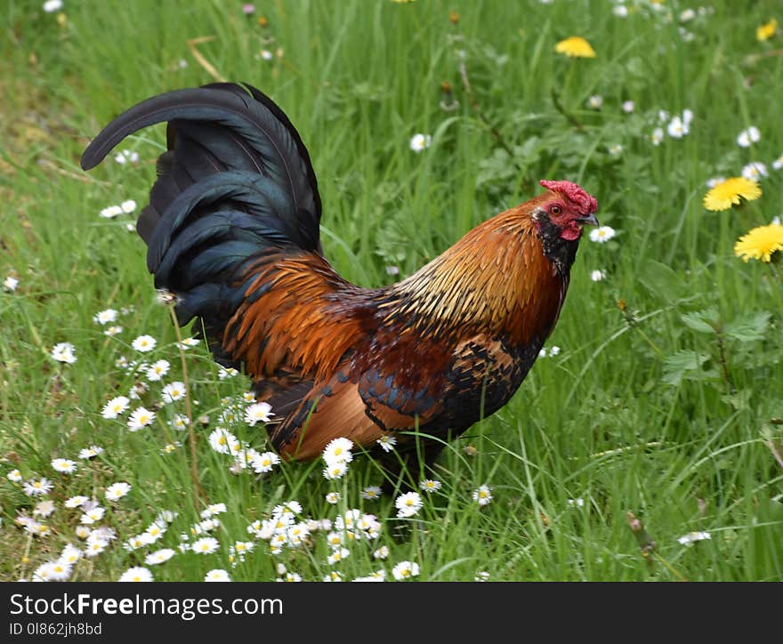 Chicken, Rooster, Galliformes, Bird