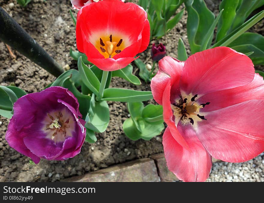 Flower, Plant, Flowering Plant, Tulip