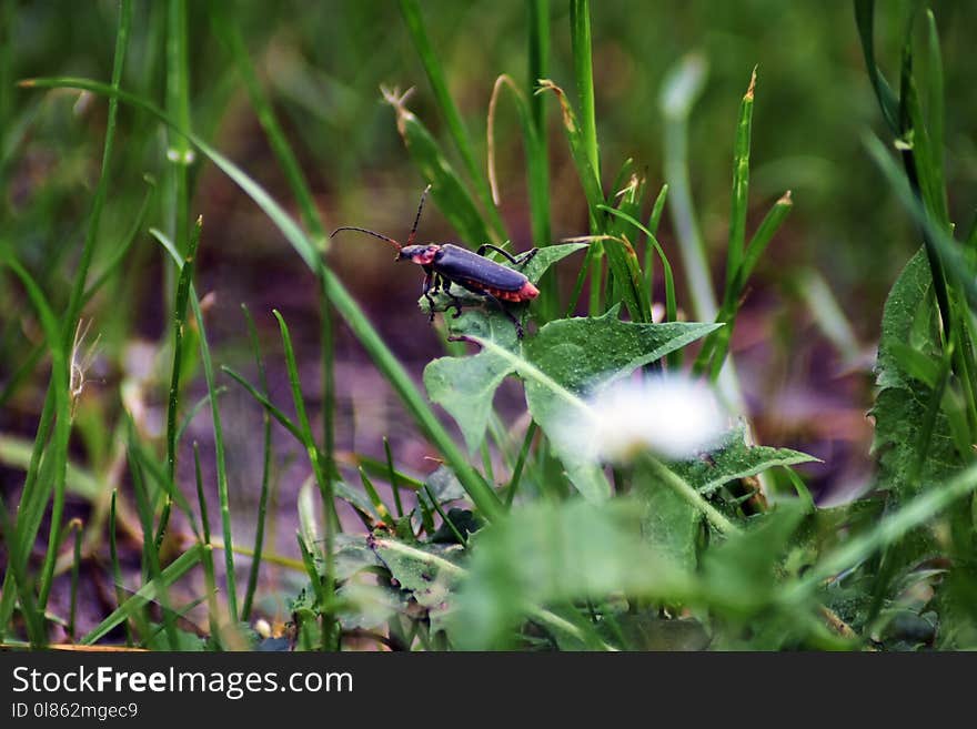 Ecosystem, Fauna, Insect, Wildlife