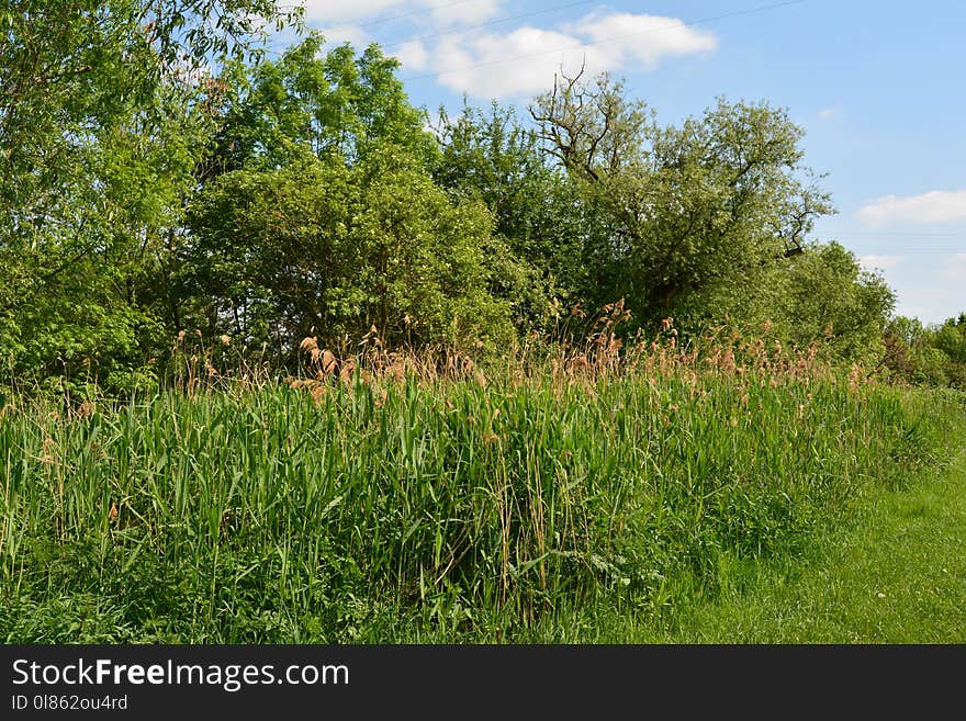 Vegetation, Ecosystem, Nature Reserve, Grass