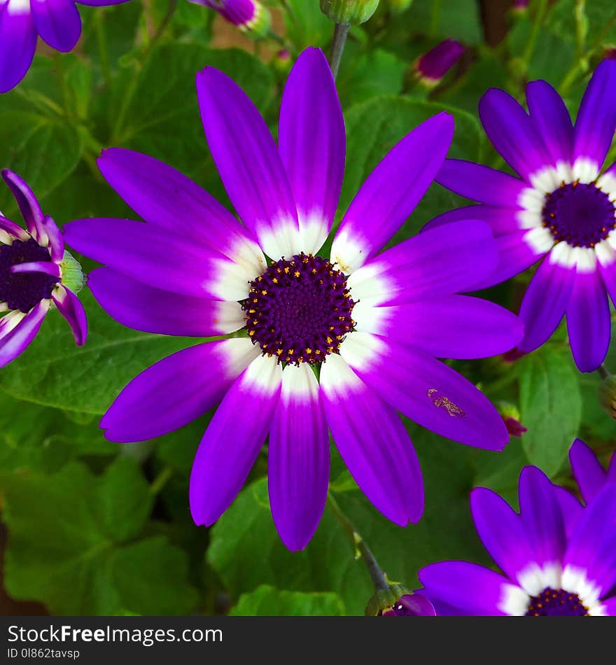 Flower, Flora, Plant, Purple