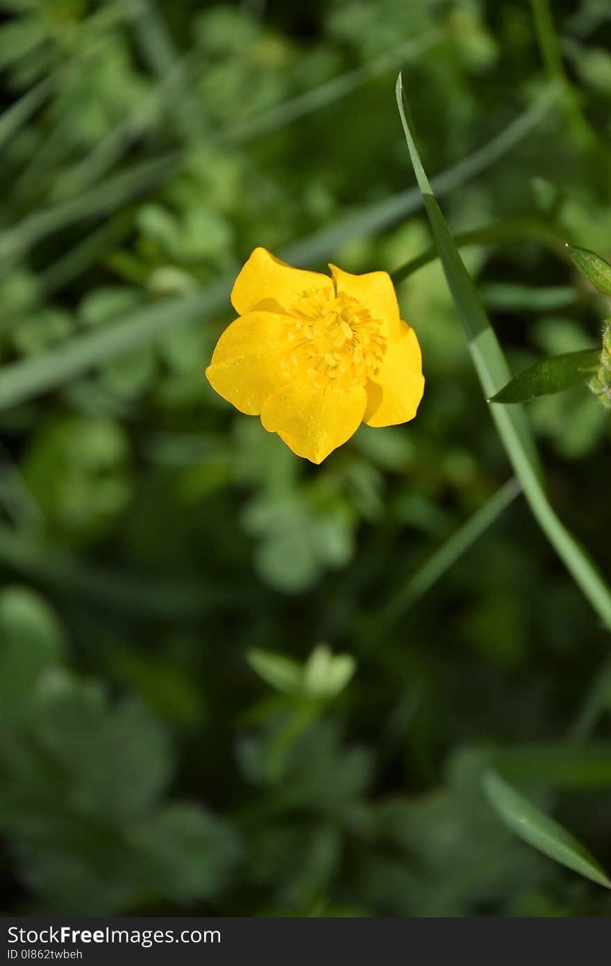 Flower, Flora, Wildflower, Cutleaf Evening Primrose