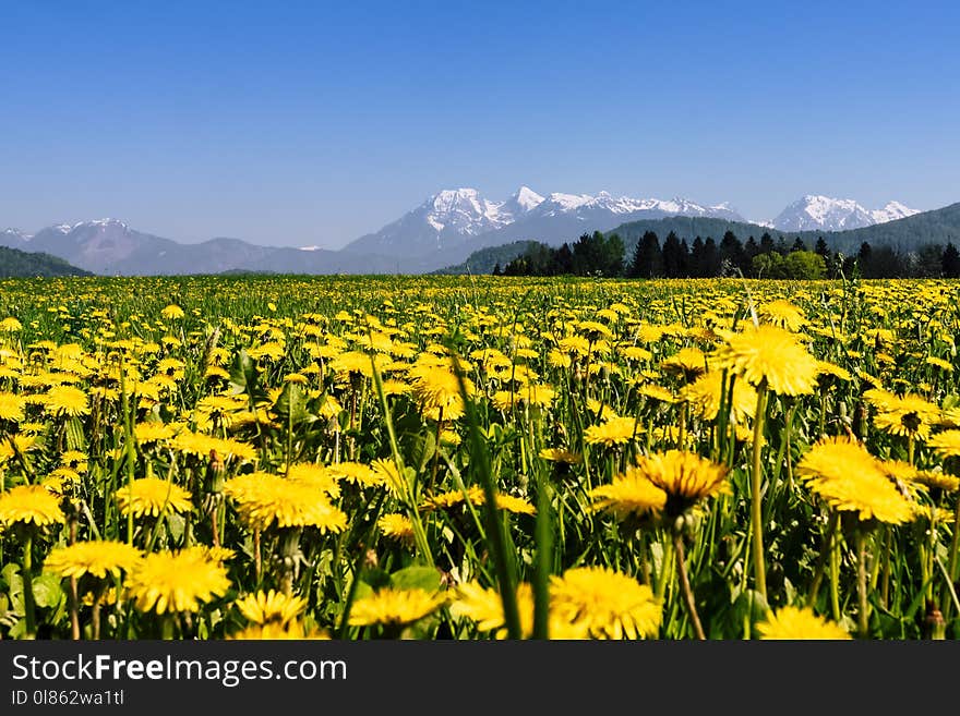 Flower, Yellow, Wildflower, Meadow