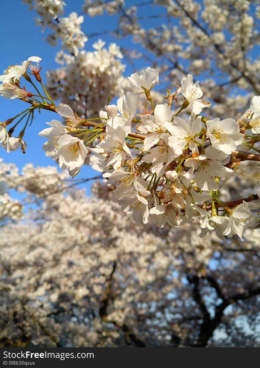 Blossom, Flower, Spring, Plant