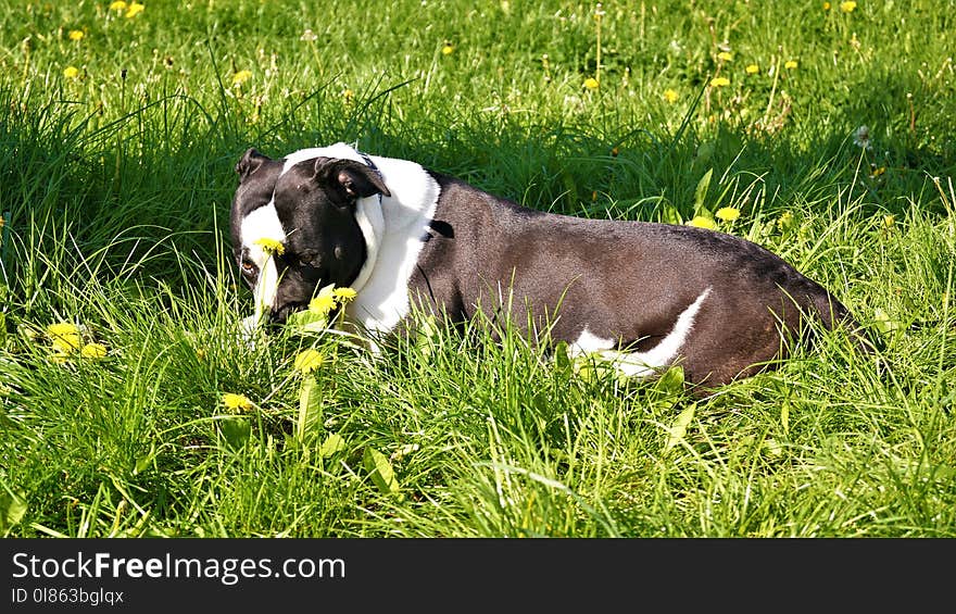 Dog Breed, Grass, Meadow, Pasture