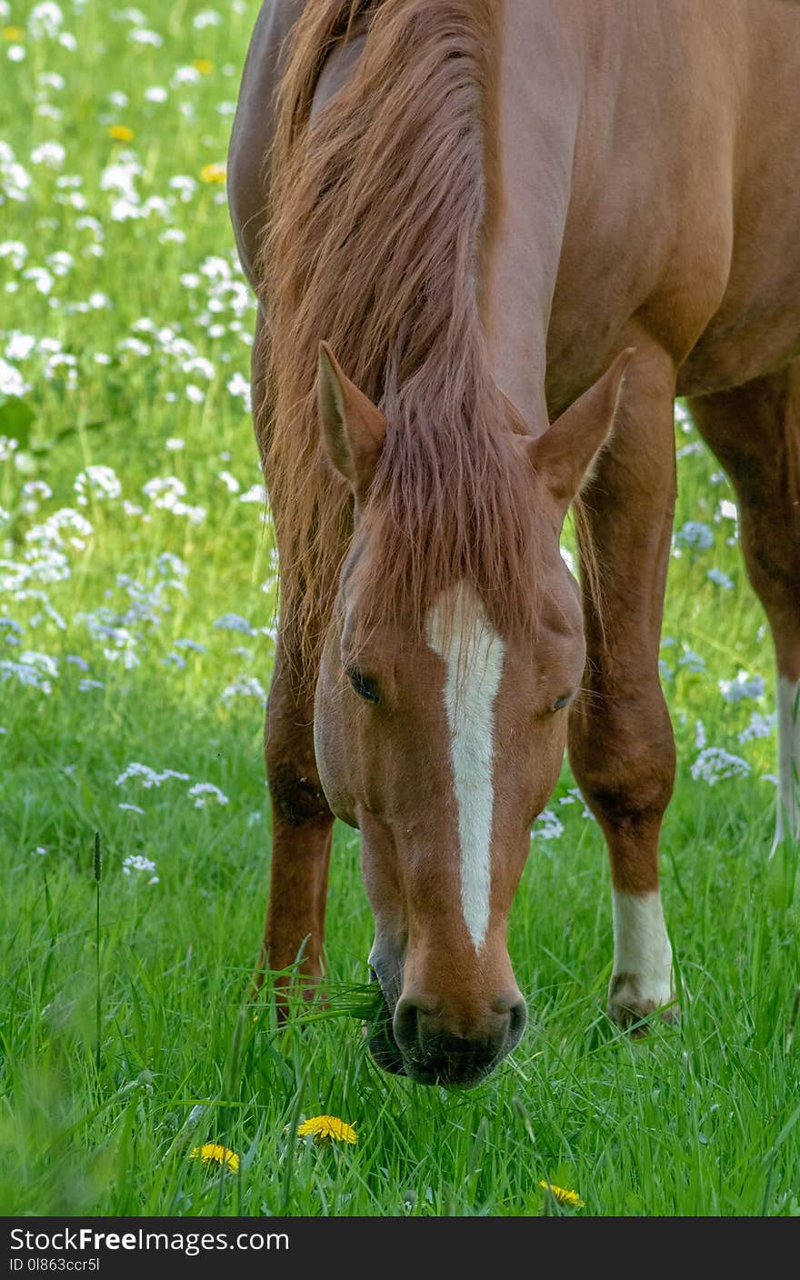 Horse, Grazing, Mane, Pasture