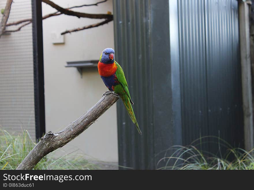 Bird, Fauna, Beak, Parrot