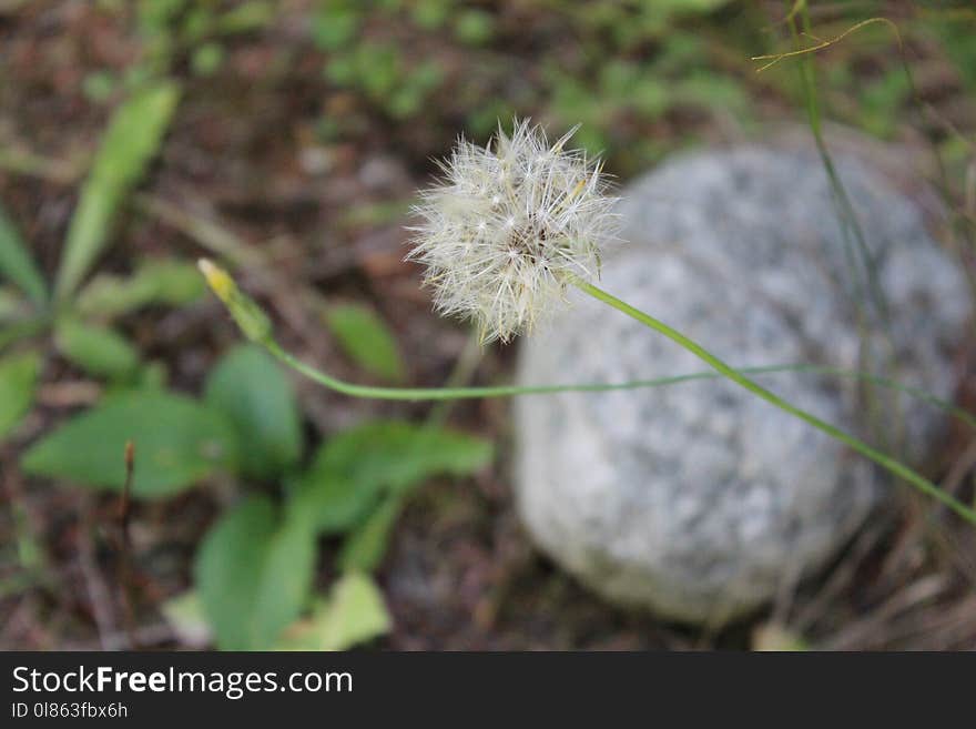 Flora, Plant, Flower, Dandelion