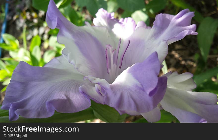 Flower, Plant, Purple, Iris