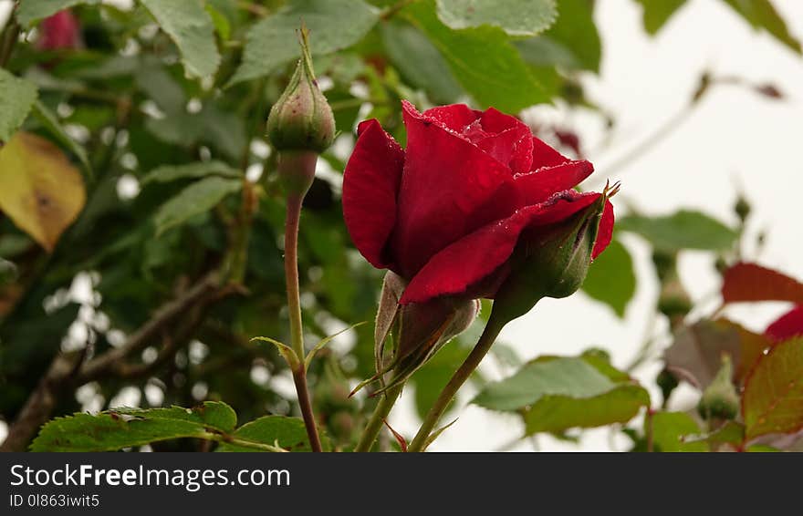 Flower, Rose Family, Plant, Rose