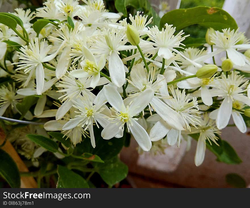 Plant, Flower, Flora, Clematis