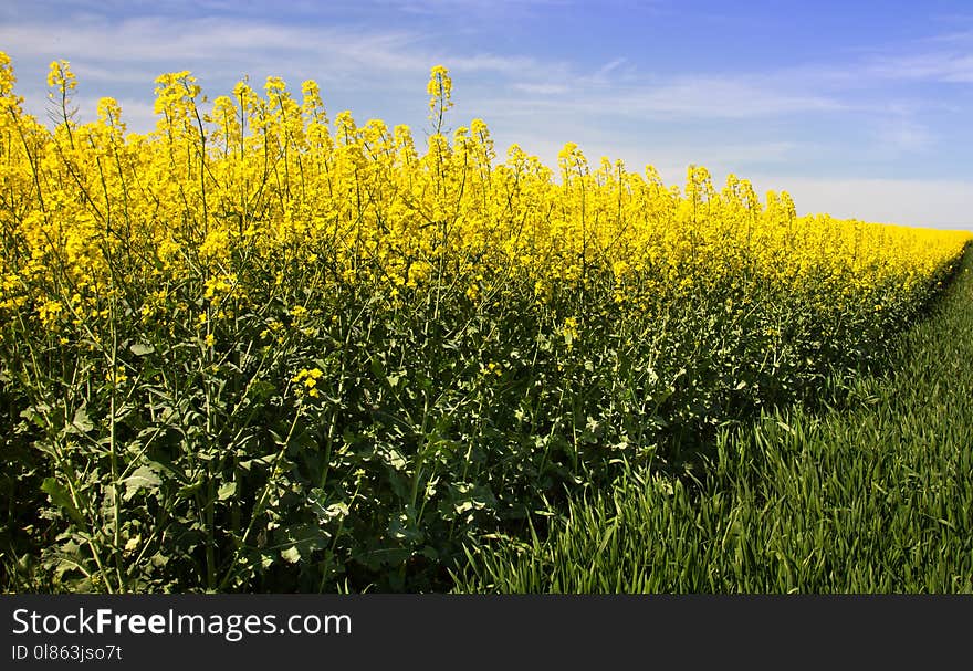 Rapeseed, Canola, Mustard Plant, Yellow