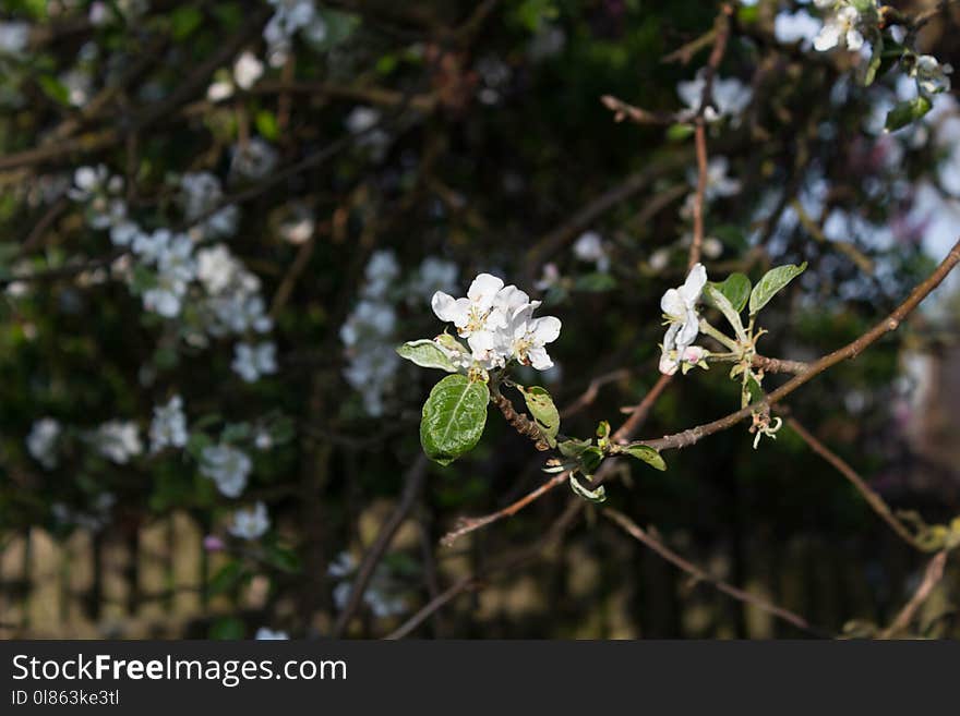 Branch, Plant, Blossom, Flora