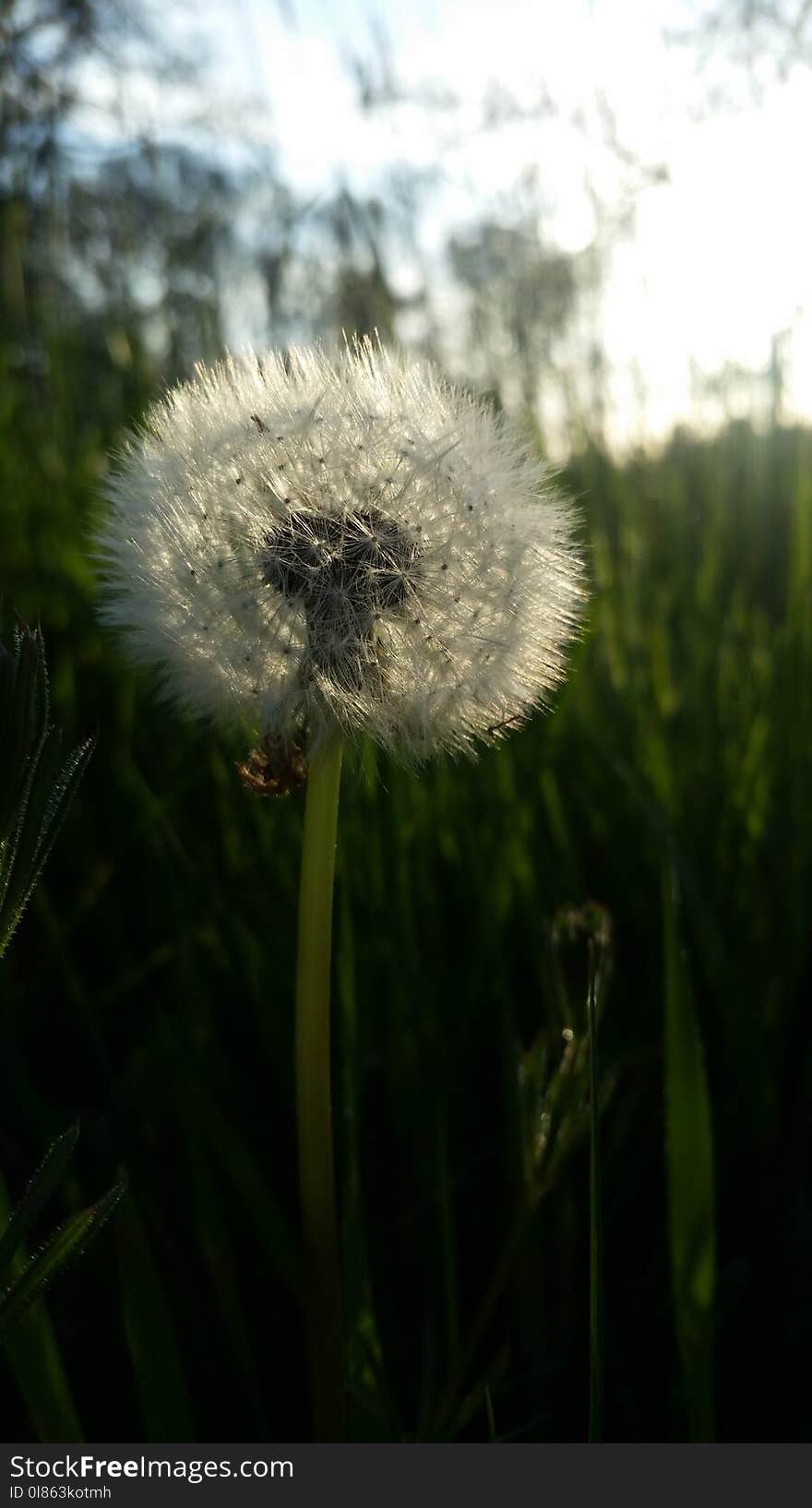 Dandelion, Flora, Flower, Plant