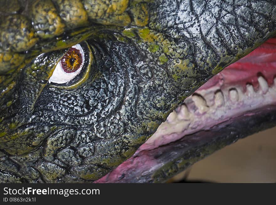 Reptile, Close Up, Turtle, Organism